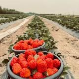 Asiaberry.nsk | Новосибирск