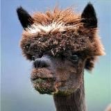 Mamalyga🦙