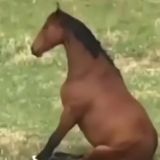 Тимонка
