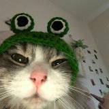 котяра пише..