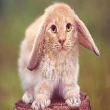 cabbit #GramSZN