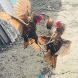 UZB parranda_N2