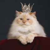 Котейка