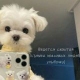 Как скачать тик ток на андроид и айфон