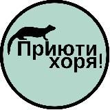 Хорьки | Приюти Хоря! 🐾