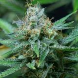 🍀BudsChat🍀