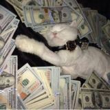 Котик в баксах