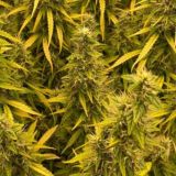 ❤️ Kannabiz chat