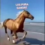 LOS PURA SANGRE