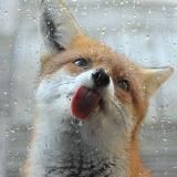 HourlyFoxes
