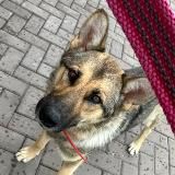 Farya the Shepherd
