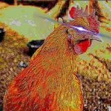 Ecce Pollo