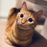 КотоАрхив «Вениамин и Миккаэль»