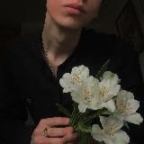 волчий