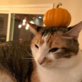 котики is power