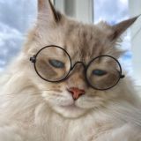 Filmlar, Movies, Фильмы