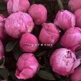 Vipart__