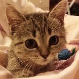 Мы коты