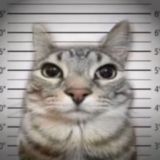 Pattekyx