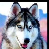 🇩🇪 Husky - Nur Verfügbare Produkte🇩🇪