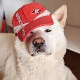 sobak_spartak