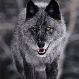 Vermittler/Verkäufer Blacklist für Tester