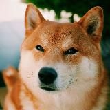 Science Doge
