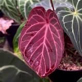 Plantathai | Plantatherapy shop | антуриумы и редкие растения