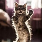 Лучшие котики TikTok 🐱 | Viral cats videos