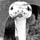 AnnaConda