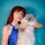 Siberian_thai_cat