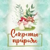 ЗАГАДКИ ПРИРОДЫ | ЕЖОВИК | ЧАГА | КОРДИЦЕПС | ЛИСИЧКА |