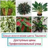 EXOTÉRA 🌿