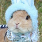 Soft Bunnyposting of Wonders