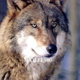 Wolfes00
