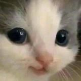 Only cats
