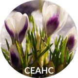 Сеанс на восстановление поля