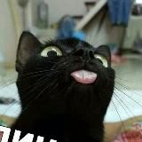 funny cat