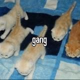 gamg!