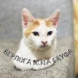 БЕРЛОГА КОТА СКУФА🦖