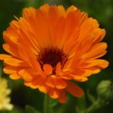 Heilpflanzen - Naturheilkunde - Gesundheit