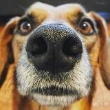 DOG56TV