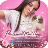 PomeranianMiniPups