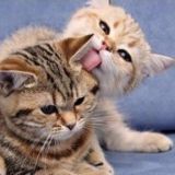 Как кошки говорят «Я люблю тебя»?