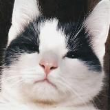 мемный канал 😼