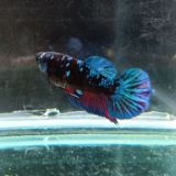 TwoMi Betta