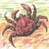 Craboid thoughts
