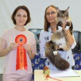 JenevievaLine мейн-куны питомник cattery MCO