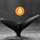 Mobydick | Whale Trades, Liquidations & Crypto Futures Signals
