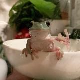 лягушки и жабы 🐸